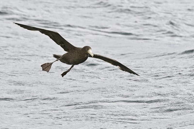Southern Giant Petrel (Macronectes giganteus), Antarctica