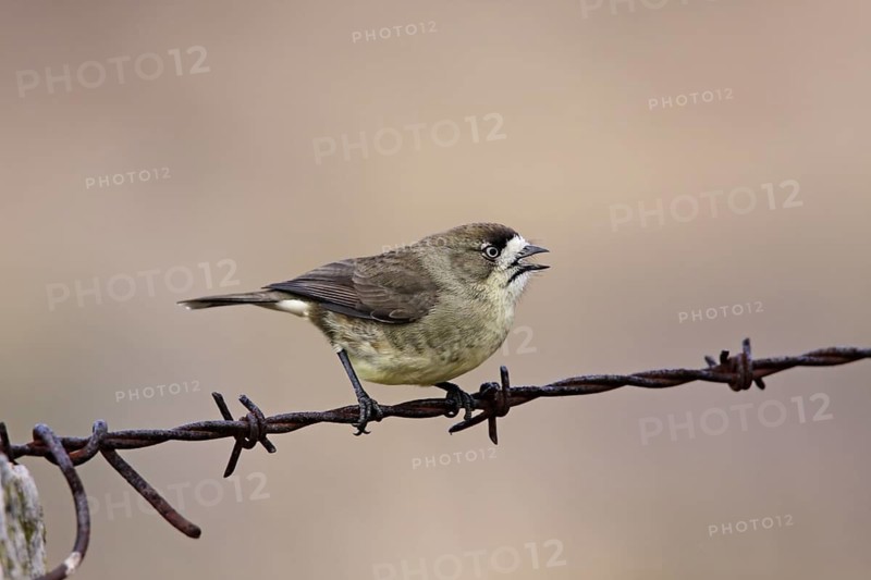 Southern Whiteface (Aphelocephala leucopsis) calling, Australian Capital Territory, Australia