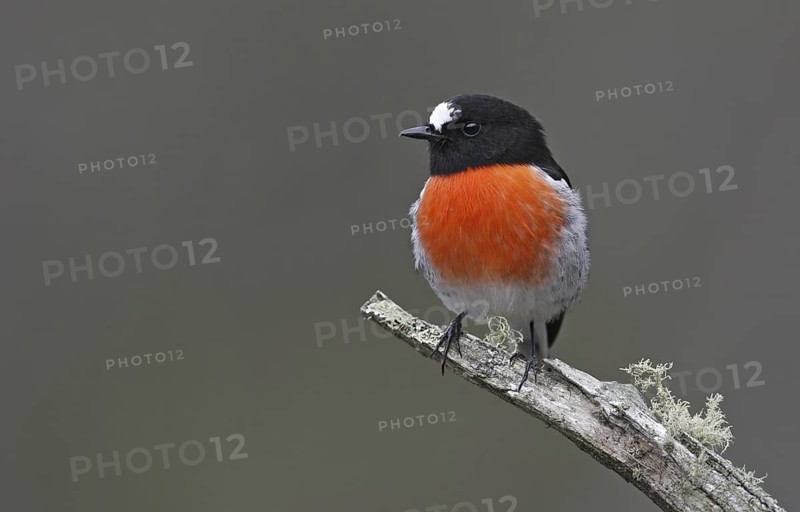 Scarlet Robin (Petroica boodang) male, Victoria, Australia