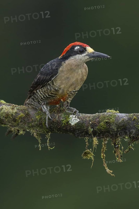 Black-cheeked Woodpecker (Melanerpes pucherani), Costa Rica