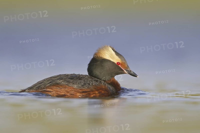 Horned Grebe (Podiceps auritus), Saskatchewan, Canada