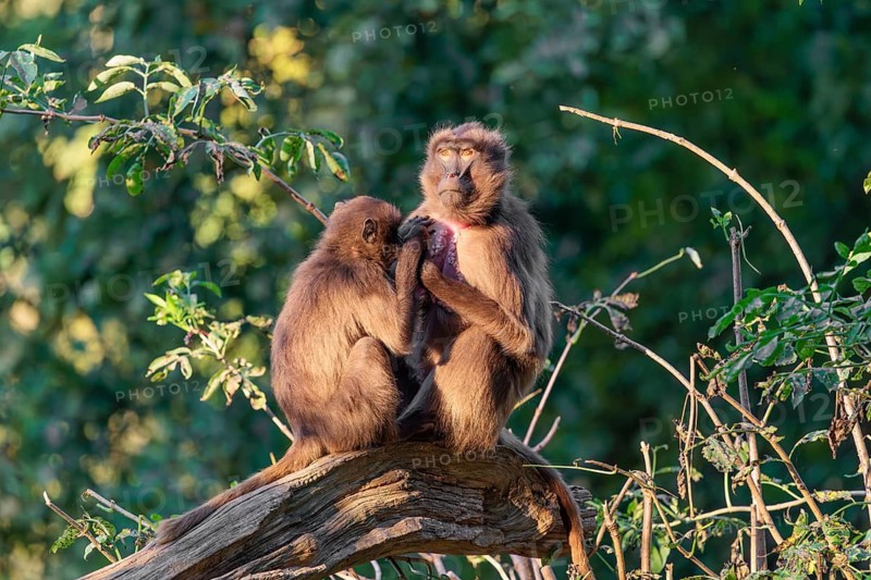 Two female Gelada (Theropithecus gelada), or bleeding-heart monkey sit in beautiful light on a tree trunk lying in green vegetation and groom each other