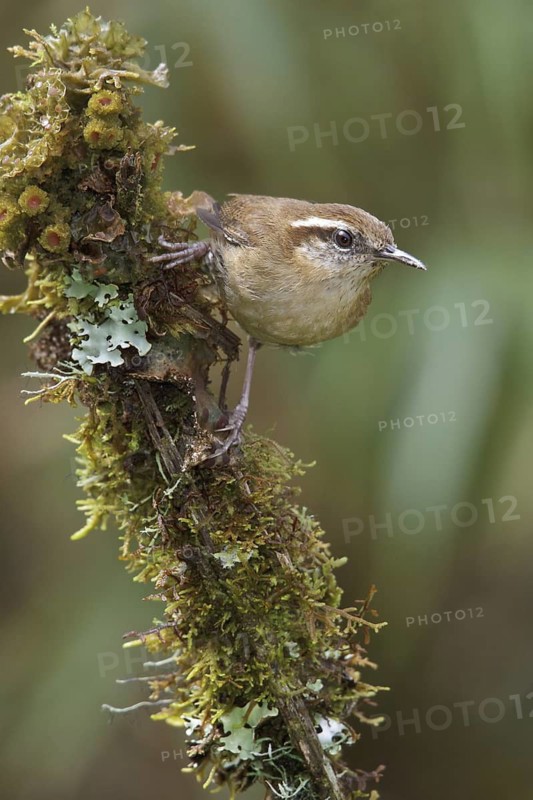 Mountain Wren (Troglodytes solstitialis) perched on a branch in Bolivia, South America