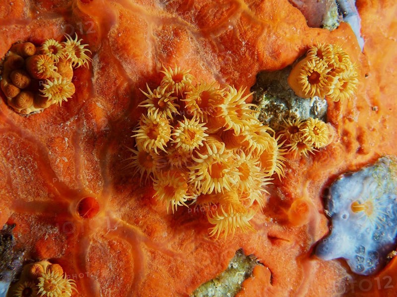 Bright Yellow cluster anemones (Parazoanthus axinellae) on Orange upholstery sponge (Reniera fulva) provide a colourful contrast to their surroundings, Giens Peninsula dive site, Mediterranean Sea, Porquerolles, Provence, Côte d'Azur, France