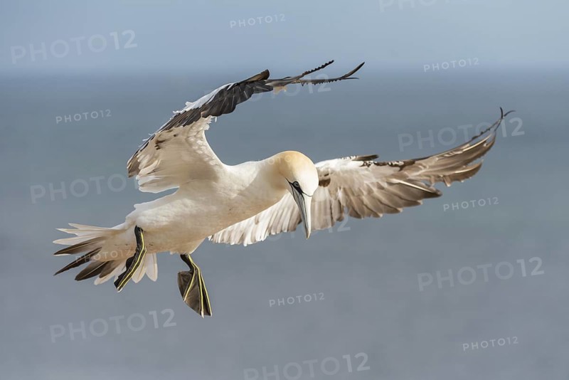 Northern Gannet (Morus bassanus) flying, Schleswig-Holstein, Germany