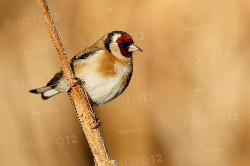 European Goldfinch (Carduelis carduelis), perched, Castile and Leon, Spain