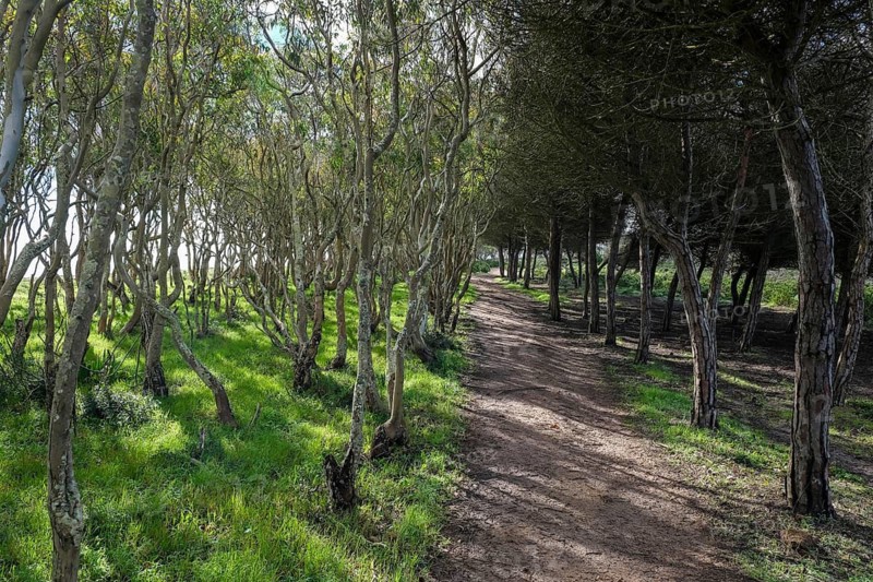 Vila do Bisbo, Algarve, Portugal - Trilho Ambiental do Castelejo hiking trail, Castelejo nature trail, Castelejo environmental trail, circular hiking trail through pine forests with maritime pines and eucalyptus trees in the Costa Vicentina nature reserve