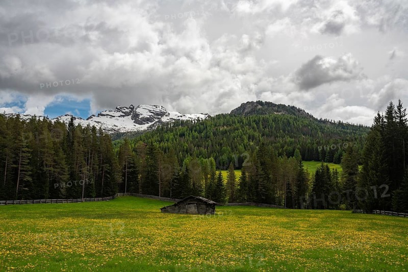 Captivating landscape of Alpe di Siusi in the Dolomites mountains, Italy, featuring lush meadows dotted with yellow wildflowers, framed by coniferous forests and majestic snow-capped peaks