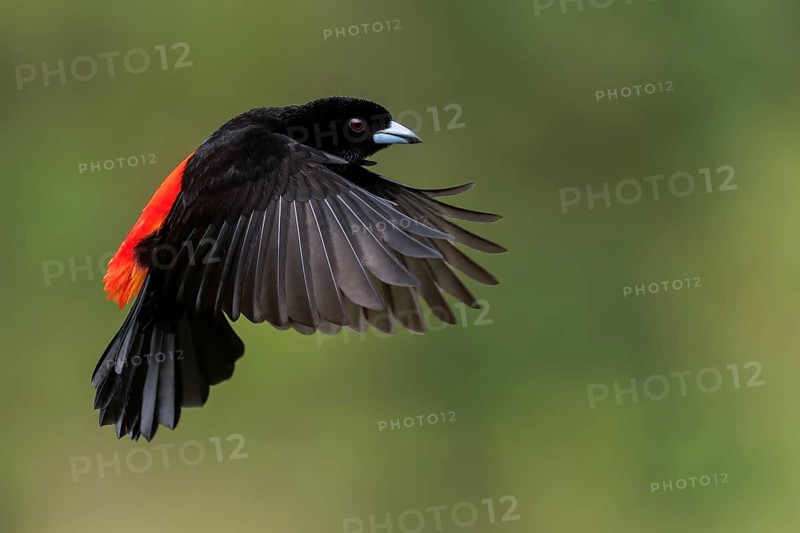 Scarlet-rumped Tanager (Ramphocelus passerinii) flying in Costa Rica