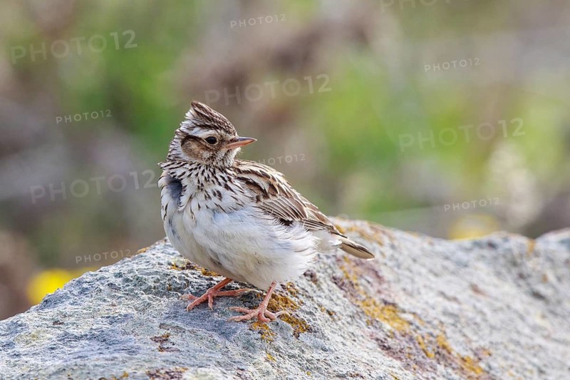 Woodlark (Lullula arborea) perched on a rock, Greece
