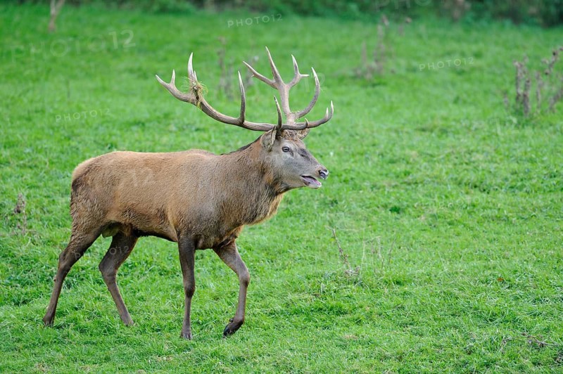 Stag with antlers walks confidently across a green meadow, natural environment, roaring, red deer (Cervus elaphus), Bavaria