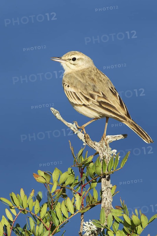Tawny Pipit (Anthus campestris), Mallorca, Spain