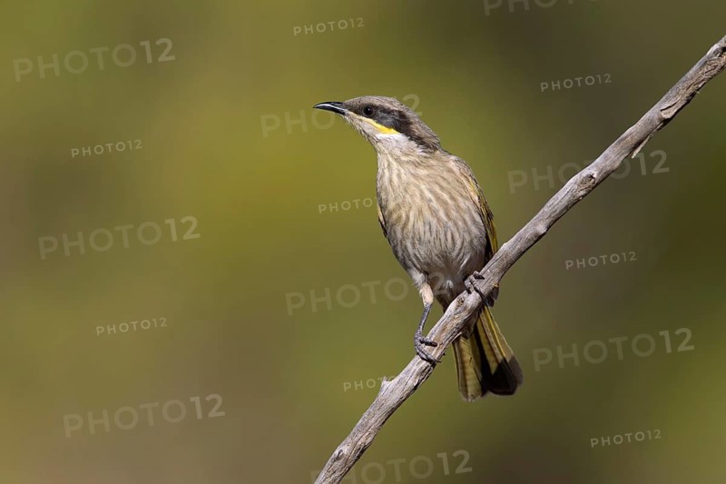 Singing Honeyeater (Gavicalis virescens), Victoria, Australia