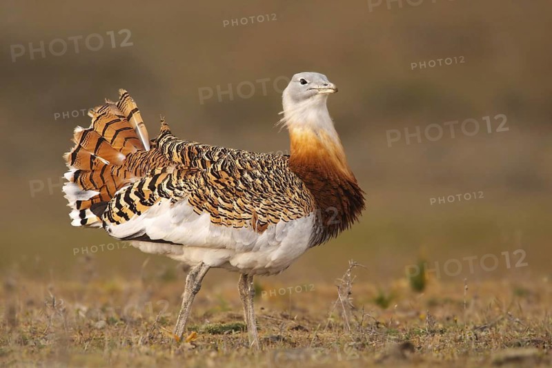 Great Bustard (Otis tarda) male, La Serena, Spain