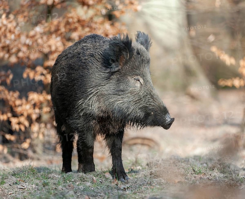 Wild boar, wild boar (Sus scrofa) standing in the forest, Germany