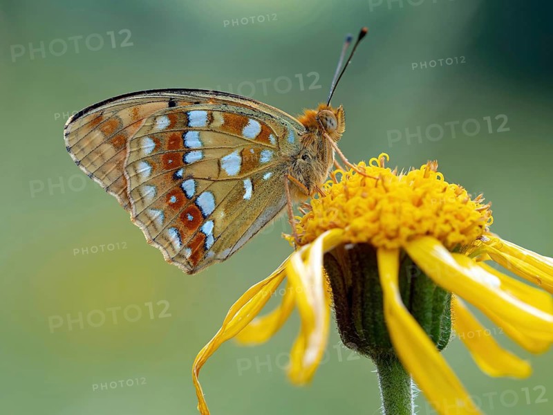High brown fritillary (Argynnis adippe), High brown fritillary, butterfly, insect, Black Forest, Feldberg region, Baden-Württemberg, Germany