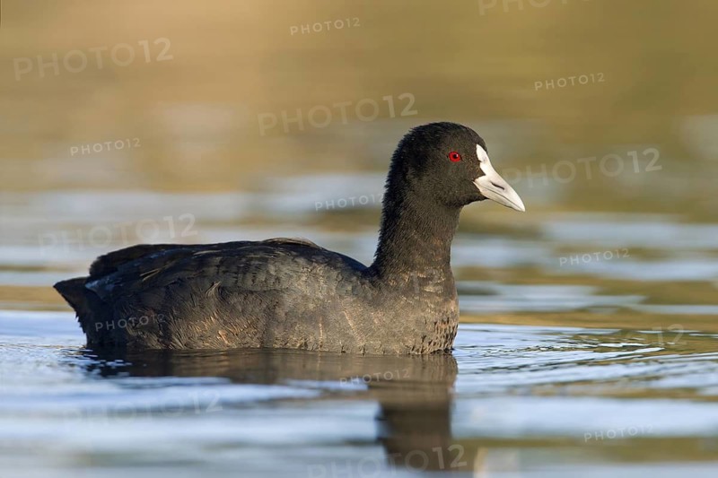 Eurasian Coot (Fulica atra), Victoria, Australia
