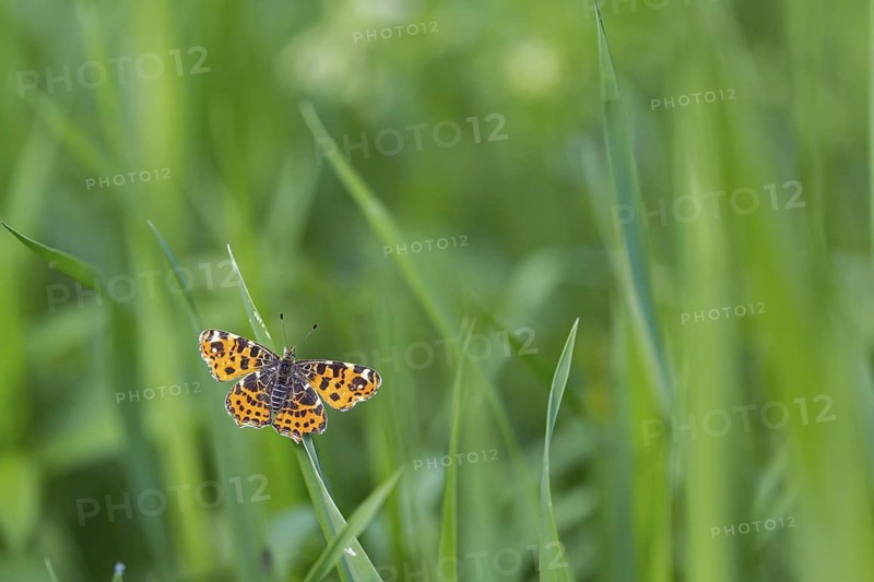 Land carat, (Araschnia levana), animals, insects, butterfly, butterfly, Lake Neusiedl, Andau, Burgenland, Austria