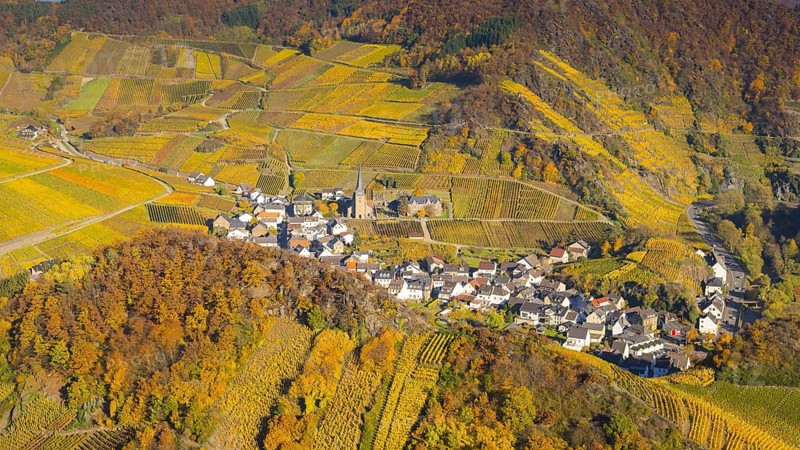 Vineyards in autumn, Mayschoß with parish church, red wine growing region Ahrtal, red wine of the Spaetburgunder and Portugieser grape is grown here, Eifel, Rhineland-Palatinate, Germany