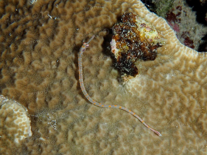 Black-breasted pipefish (Corythoichthys nigripectus) on stony coral. Dive site House Reef, Mangrove Bay, El Quesir, Red Sea, Egypt