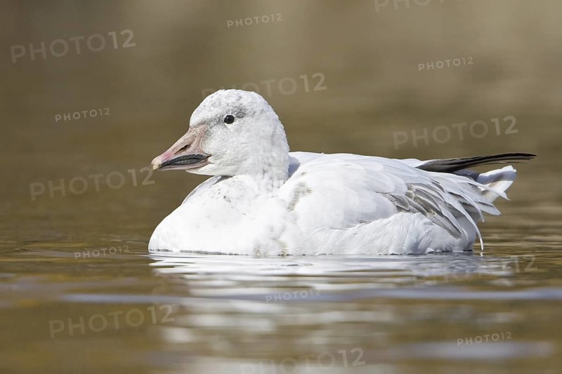 Snow Goose (Anser caerulescens), British Columbia, Canada