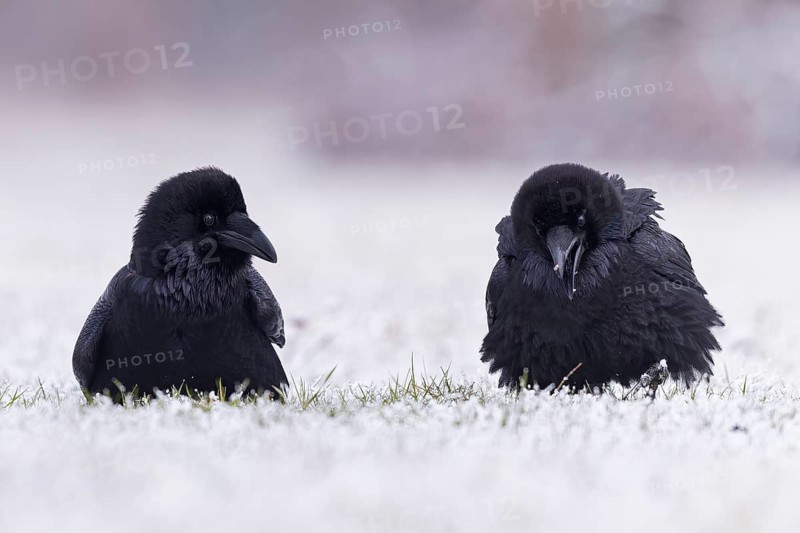 Northern Raven (Corvus corax), Saxony-Anhalt, Germany