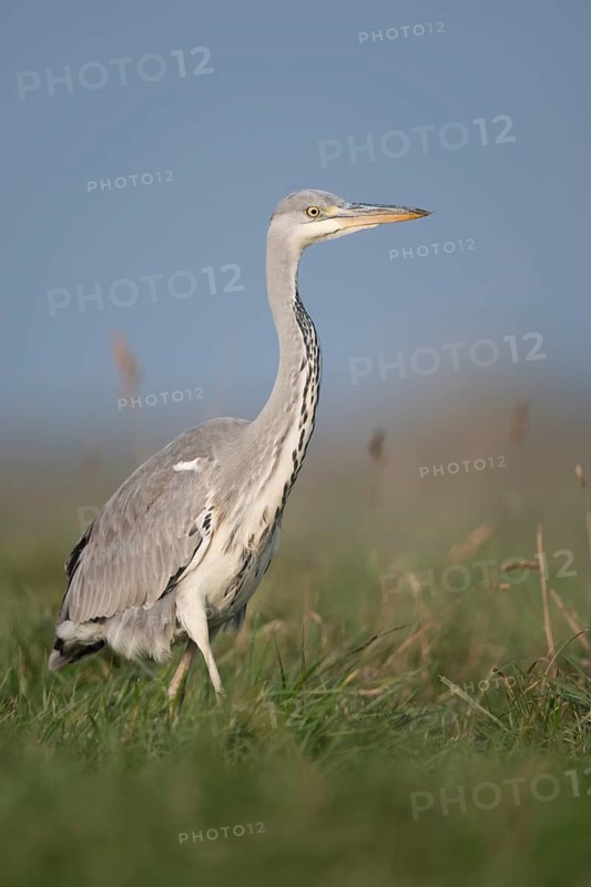 Grey Heron (Ardea cinerea) foraging, North Rhine-Westphalia, Germany