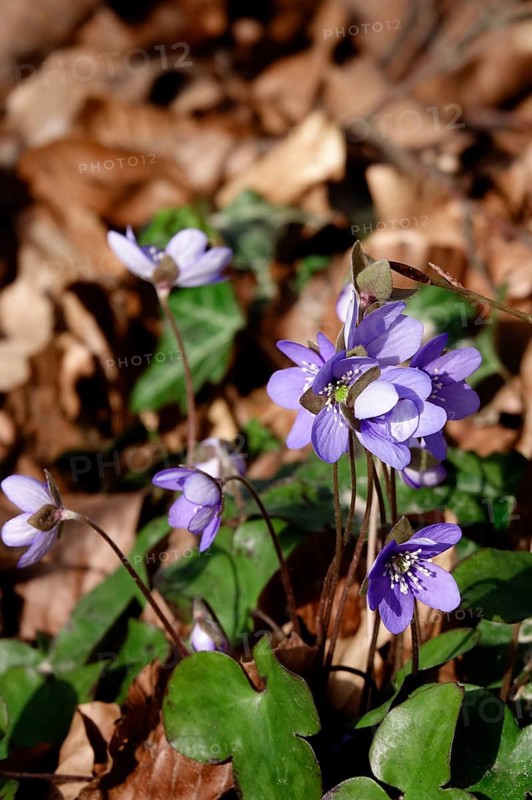 Liverwort (Hepatica nobilis), end of March, Mecklenburg-Western Pomerania, Germany