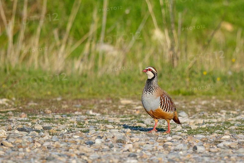 Red-legged Partridge (Alectoris rufa), Spain