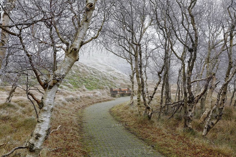 Path through the dunes in fog and hoarfrost, Norderney, Lower Saxony, Germany