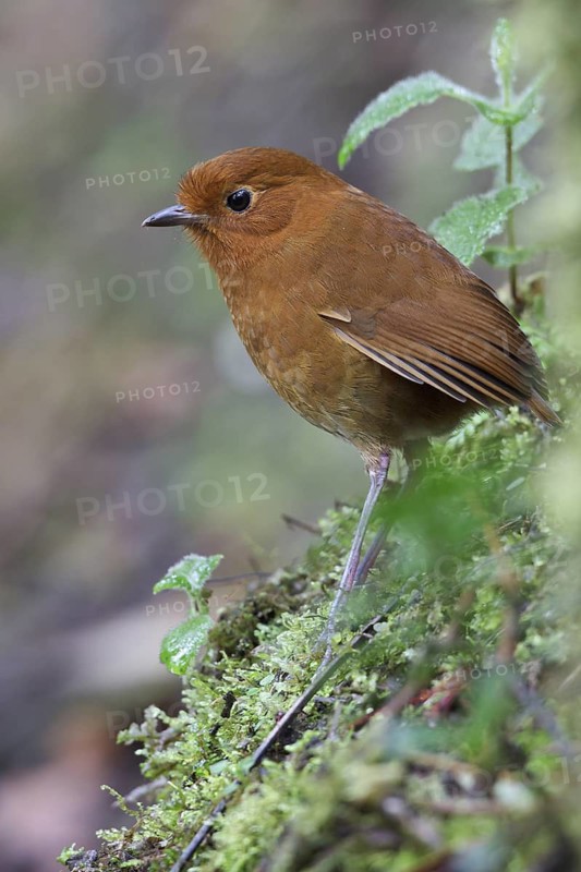 Rufous Antpitta (Grallaria rufula) perched on a branch in Ecuador, South America
