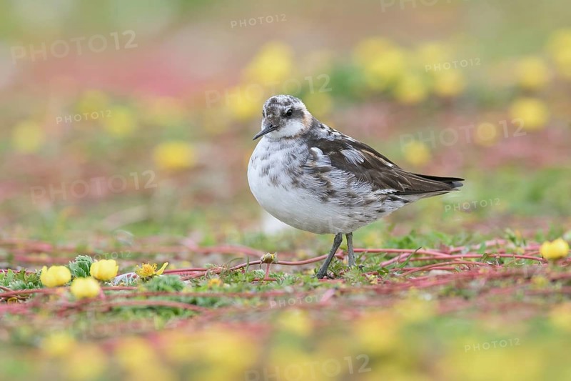 Red-necked Phalarope (Phalaropus lobatus) in field, Iceland