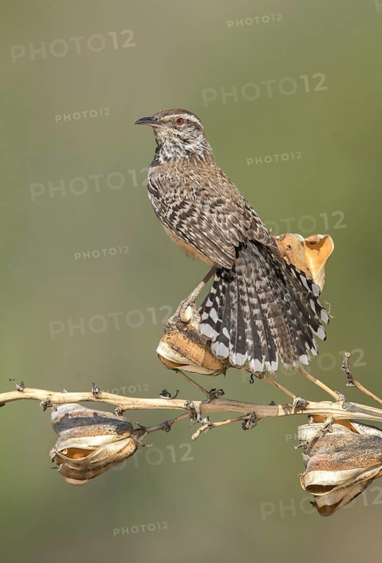 Cactus Wren (Campylorhynchus brunneicapillus) perched on a branch, Arizona, USA