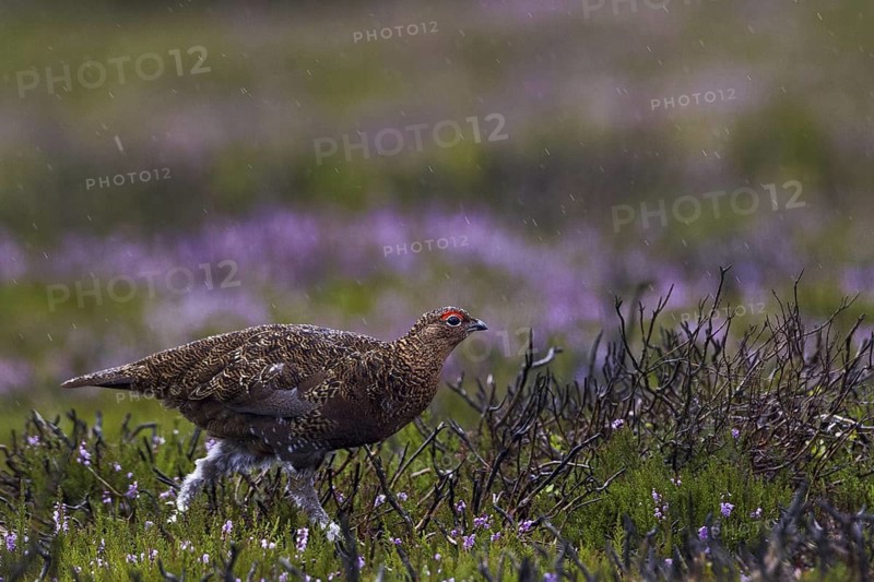 Red Grouse (Lagopus lagopus scotica), Yorkshire, United Kingdom