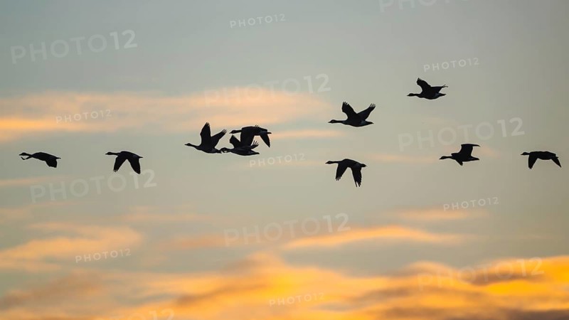 Canada Goose, Branta Canadensis, birds in flight over marshes at sunset