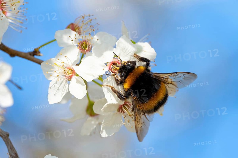 Large earth bumblebee (Bombus terrestris), bumblebee, insect, insect, macro, NSG Wagbachniederung, Wagh‰usl, Baden-W¸rttemberg, Germany