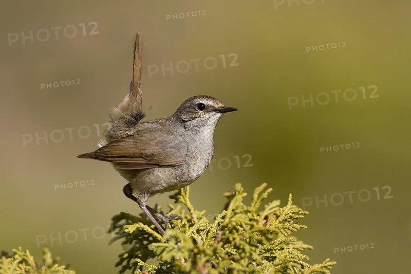 White-tailed Rubythroat - Bergrubinkehlchen - Calliope pectoralis ssp. ballioni, Kazakhstan, adult female