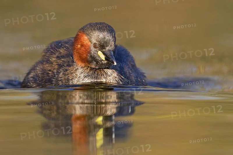Little grebe, (Tachybaptus ruficollis), (Podiceps ruficollis), animals, birds, grebe family, swims in the water, biotope, habitat, Rosensteinpark, Stuttgart, Baden-Würrttemberg, Federal Republic of Germany