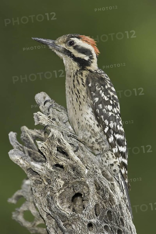 Ladder-backed Woodpecker (Dryobates scalaris), Arizona, USA