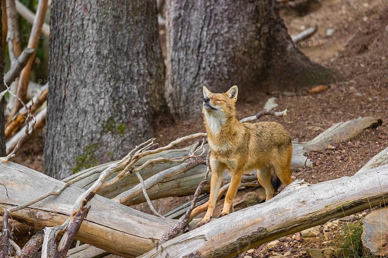 One golden jackal (Canis aureus)stands on the forest floor between fallen trees