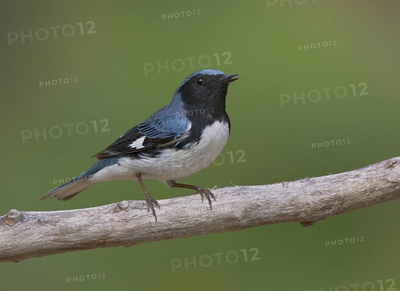 Black-throated Blue Warbler (Setophaga caerulescens) male, Michigan, USA