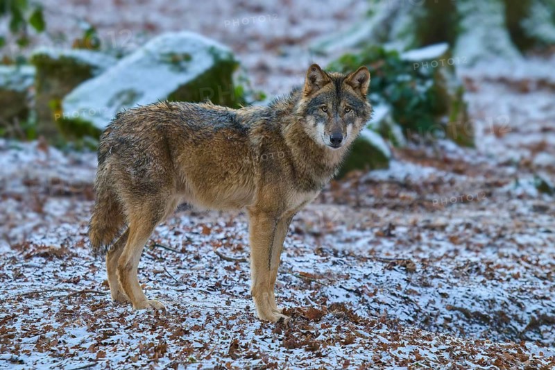 A wolf stands at attention in a snowy forest, Winter, Wolf (Canis lupus), Germany