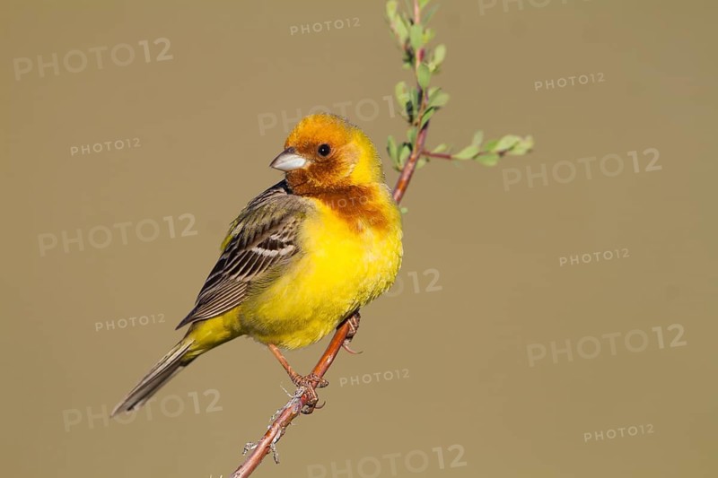 Red-headed Bunting - Braunkopfammer - Emberiza bruniceps, Kazakhstan, adult male