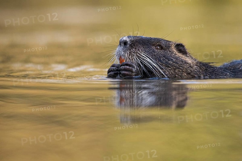 Portrait of a swimming nutria (Myocastor coypus), Osnabrück, Lower Saxony, Germany