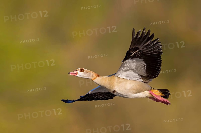 Nile Goose, (Alopochen aegyptiacus), flight photo, animals, geese, goose birds, Wagbachniederung, Baden-Württemberg, Federal Republic of Germany