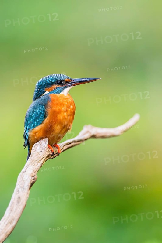Common kingfisher (Alcedo atthis) sitting on an old wooden branch in late summer, wildife, Bavaria, Germany