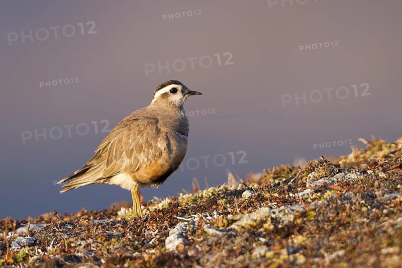 Eurasian Dotterel (Charadrius morinellus), Grisons, Switzerland