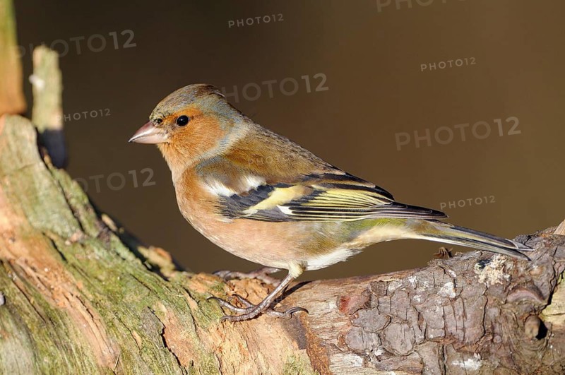 Buchfink (Fringilla coelebs), Chaffinch, Altvogel, Maennchen, Dezember, NSG Dingdener Heide, Nordrhein-Westfalen, Deutschland