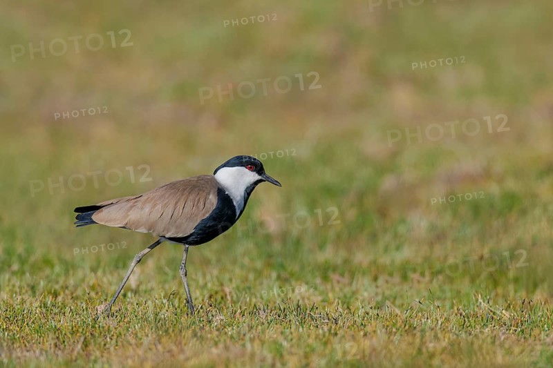 Spornkiebitz, Vanellus spinosus Spur-winged Lapwing, Vanellus spinosus