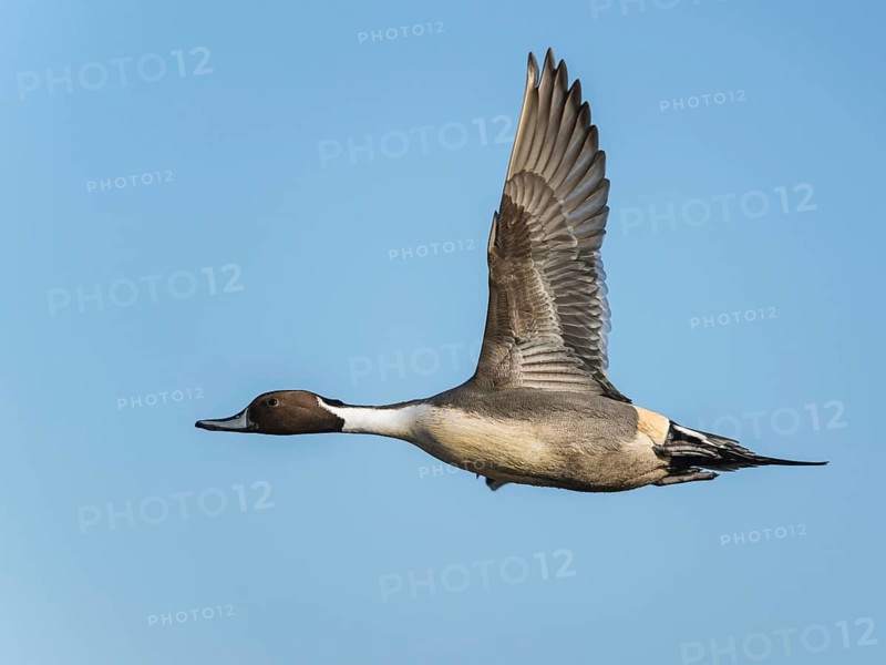 Northern Pintail, Anas acuta, male in flight over winter marshes